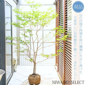 楽天市場】 山採りシリーズ 日陰で育った繊細な樹形 > ドウダンツツジ 