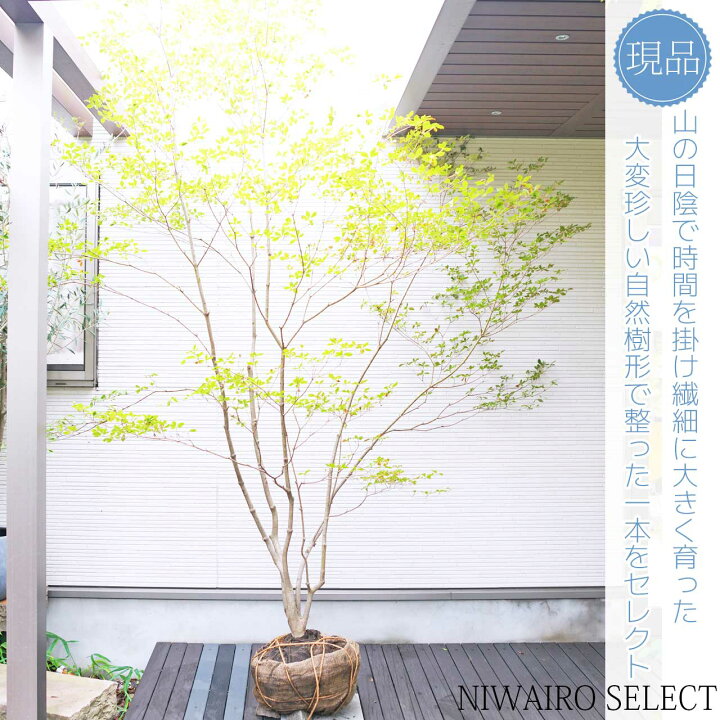 楽天市場】山採り【ドウダンツツジ】 自然樹形 本株立ち 樹高H≒300 