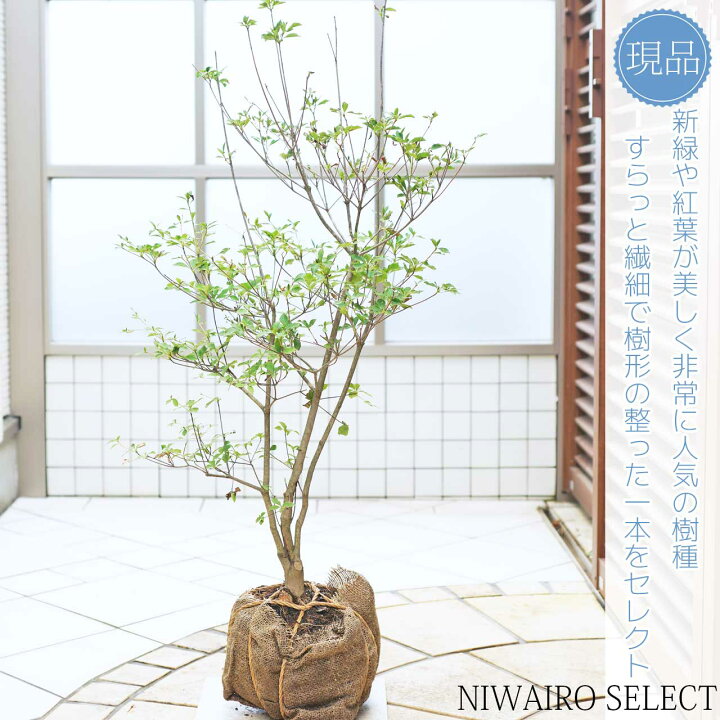楽天市場】【ドウダンツツジ】 自然樹形 本株立ち 樹高H≒95 × 枝張W 