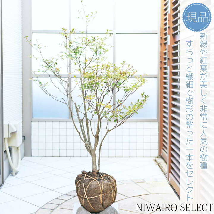 楽天市場】【ドウダンツツジ】 自然樹形 樹高H≒115 × 枝張W≒80cm 