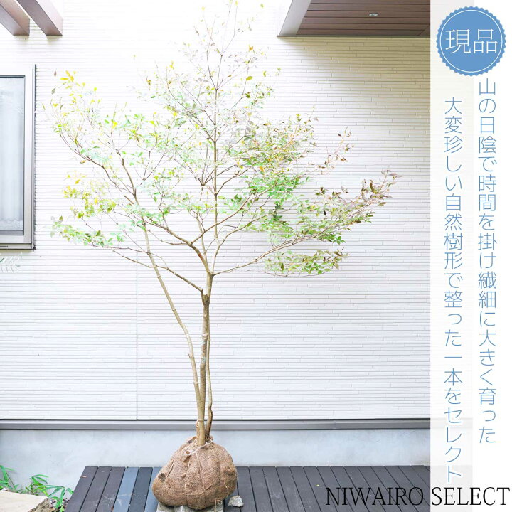 楽天市場】大型 山採り【ドウダンツツジ】 株立ち 自然樹形 樹高H≒220 