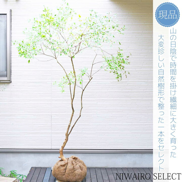 楽天市場】大型 山採り【ドウダンツツジ】 自然樹形 樹高H≒195 × 枝張 