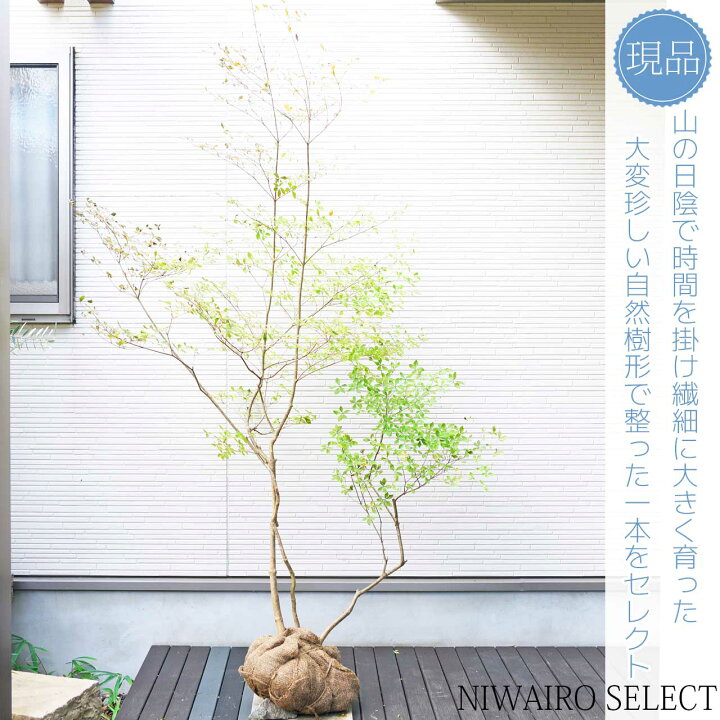 楽天市場】大型 山採り【ドウダンツツジ】株立ち 自然風樹形 樹高H 