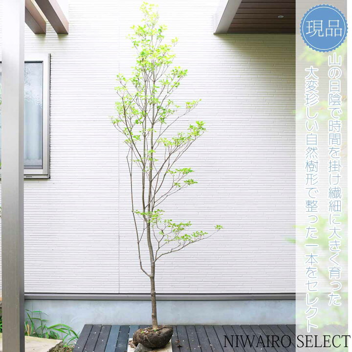 楽天市場】大型 山採り【ドウダンツツジ】自然風樹形 樹高H≒225 × 枝 