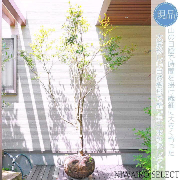 楽天市場】大型 山採り【ドウダンツツジ】 自然風樹形 樹高H≒205 × 枝  
