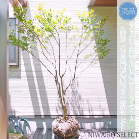 【現品】山採り【大型ドウダンツツジ】自然風樹形　樹高H≒195 × 枝張W≒160cm　高木 落葉樹 シンボルツリー 植木 庭木 樹木 植栽 和風 洋風 ガーデニング おしゃれ【送料無料】