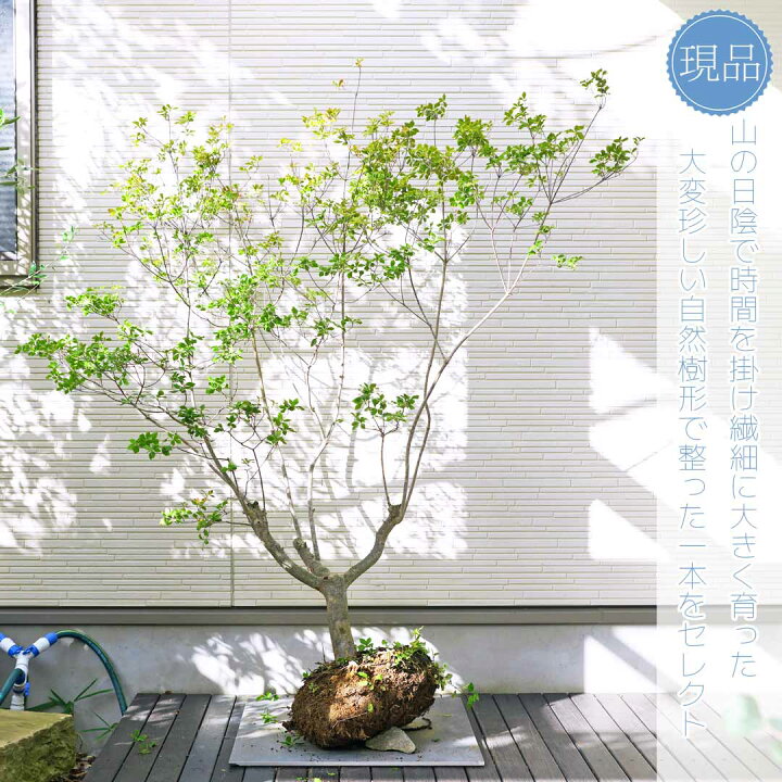 楽天市場】【現品】山採り【大型ドウダンツツジ】自然風樹形 樹高H 