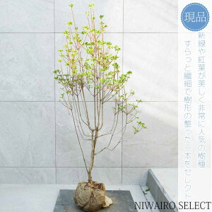 yizyhE_ccWzUP R`@H130 × }W60cm@ t V{c[ A   A a m K[fjO yz