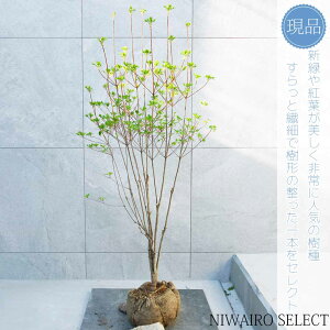 yizyhE_ccWzUP R`@H125 × }W55cm@ t V{c[ A   A a m K[fjO yz