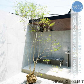 【現品】山採り【大型ドウダンツツジ】灯台躑躅 株立ち 自然風樹形　樹高H≒270 × 枝張W≒160cm　高木 落葉樹 シンボルツリー 植木 庭木 樹木 植栽 和風 洋風 ガーデニング おしゃれ【送料無料】