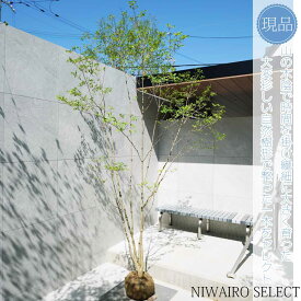 【現品】山採り【大型ドウダンツツジ】灯台躑躅 株立ち 自然風樹形　樹高H≒260 × 枝張W≒160cm　高木 落葉樹 シンボルツリー 植木 庭木 樹木 植栽 和風 洋風 ガーデニング おしゃれ【送料無料】