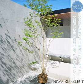 【現品】山採り【大型ドウダンツツジ】灯台躑躅 株立ち 自然風樹形　樹高H≒230 × 枝張W≒120cm　高木 落葉樹 シンボルツリー 植木 庭木 樹木 植栽 和風 洋風 ガーデニング おしゃれ【送料無料】