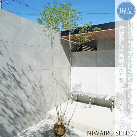 【現品】山採り【大型ドウダンツツジ】灯台躑躅 株立ち 自然風樹形　樹高H≒260 × 枝張W≒115cm　高木 落葉樹 シンボルツリー 植木 庭木 樹木 植栽 和風 洋風 ガーデニング おしゃれ【送料無料】