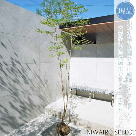 【現品】山採り【大型ドウダンツツジ】灯台躑躅 株立ち 自然風樹形　樹高H≒230 × 枝張W≒100cm　高木 落葉樹 シンボルツリー 植木 庭木 樹木 植栽 和風 洋風 ガーデニング おしゃれ【送料無料】