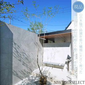 【現品】山採り【大型ドウダンツツジ】灯台躑躅 自然風樹形　樹高H≒305 × 枝張W≒150cm　高木 落葉樹 シンボルツリー 植木 庭木 樹木 植栽 和風 洋風 ガーデニング おしゃれ【送料無料】