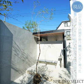 【現品】山採り【大型ドウダンツツジ】灯台躑躅 自然風樹形　樹高H≒330 × 枝張W≒100cm　高木 落葉樹 シンボルツリー 植木 庭木 樹木 植栽 和風 洋風 ガーデニング おしゃれ【送料無料】