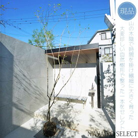 【現品】山採り【大型ドウダンツツジ】灯台躑躅 株立ち 自然風樹形　樹高H≒315 × 枝張W≒120cm　高木 落葉樹 シンボルツリー 植木 庭木 樹木 植栽 和風 洋風 ガーデニング おしゃれ【送料無料】