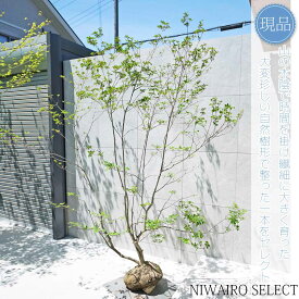 【現品】山採り【大型ドウダンツツジ】灯台躑躅 本株立ち 自然風樹形　樹高H≒250 × 枝張W≒220cm　高木 落葉樹 シンボルツリー 植木 庭木 樹木 植栽 和風 洋風 ガーデニング おしゃれ【送料無料】