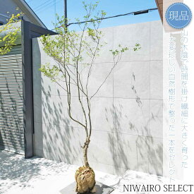 【現品】山採り【大型ドウダンツツジ】灯台躑躅 自然風樹形　樹高H≒240 × 枝張W≒140cm　高木 落葉樹 シンボルツリー 植木 庭木 樹木 植栽 和風 洋風 ガーデニング おしゃれ【送料無料】