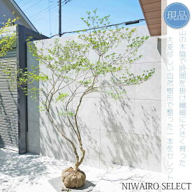 【現品】山採り【大型ドウダンツツジ】灯台躑躅 本株立ち 自然風樹形　樹高H≒220 × 枝張W≒190cm　高木 落葉樹 シンボルツリー 植木 庭木 樹木 植栽 和風 洋風 ガーデニング おしゃれ【送料無料】