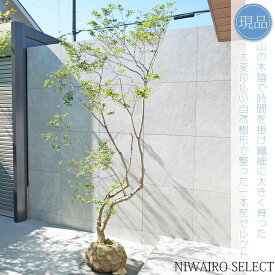 【現品】山採り【大型ドウダンツツジ】灯台躑躅 本株立ち 自然風樹形　樹高H≒245 × 枝張W≒120cm　高木 落葉樹 シンボルツリー 植木 庭木 樹木 植栽 和風 洋風 ガーデニング おしゃれ【送料無料】