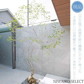 【現品】山採り【大型ドウダンツツジ】灯台躑躅 自然風樹形　樹高H≒290 × 枝張W≒200cm　高木 落葉樹 シンボルツリー 植木 庭木 樹木 植栽 和風 洋風 ガーデニング おしゃれ【送料無料】