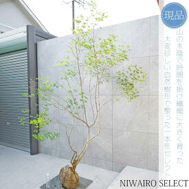 【現品】山採り【大型ドウダンツツジ】灯台躑躅 自然風樹形　樹高H≒220 × 枝張W≒160cm　高木 落葉樹 シンボルツリー 植木 庭木 樹木 植栽 和風 洋風 ガーデニング おしゃれ【送料無料】