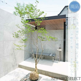 【現品】山採り【大型ドウダンツツジ】灯台躑躅 本株立ち 自然風樹形　樹高H≒255 × 枝張W≒180cm　高木 落葉樹 シンボルツリー 植木 庭木 樹木 植栽 和風 洋風 ガーデニング おしゃれ【送料無料】