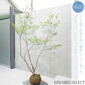 【現品】山採り【大型ドウダンツツジ】灯台躑躅 本株立ち 自然風樹形　樹高H≒220 × 枝張W≒150cm　高木 落葉樹 シンボルツリー 植木 庭木 樹木 植栽 和風 洋風 ガーデニング おしゃれ【送料無料】