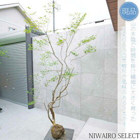 【現品】山採り【大型ドウダンツツジ】灯台躑躅 本株立ち 自然風樹形　樹高H≒250 × 枝張W≒140cm　高木 落葉樹 シンボルツリー 植木 庭木 樹木 植栽 和風 洋風 ガーデニング おしゃれ【送料無料】