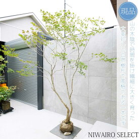 【現品】山採り【大型ドウダンツツジ】灯台躑躅 本株立ち 自然風樹形　樹高H≒270 × 枝張W≒220cm　高木 落葉樹 シンボルツリー 植木 庭木 樹木 植栽 和風 洋風 ガーデニング おしゃれ【送料無料】