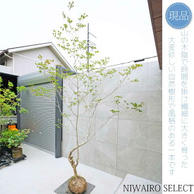 【現品】山採り【大型ドウダンツツジ】灯台躑躅 自然風樹形　樹高H≒300 × 枝張W≒200cm　高木 落葉樹 シンボルツリー 植木 庭木 樹木 植栽 和風 洋風 ガーデニング おしゃれ【送料無料】