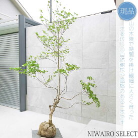 【現品】山採り【大型ドウダンツツジ】灯台躑躅 自然風樹形　樹高H≒230 × 枝張W≒180cm　高木 落葉樹 シンボルツリー 植木 庭木 樹木 植栽 和風 洋風 ガーデニング おしゃれ【送料無料】