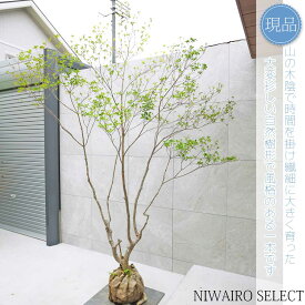 【現品】山採り【大型ドウダンツツジ】灯台躑躅 本株立ち 自然風樹形　樹高H≒240 × 枝張W≒180cm　高木 落葉樹 シンボルツリー 植木 庭木 樹木 植栽 和風 洋風 ガーデニング おしゃれ【送料無料】