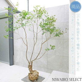 【現品】山採り【大型ドウダンツツジ】灯台躑躅 本株立ち 自然風樹形　樹高H≒215 × 枝張W≒180cm　高木 落葉樹 シンボルツリー 植木 庭木 樹木 植栽 和風 洋風 ガーデニング おしゃれ【送料無料】