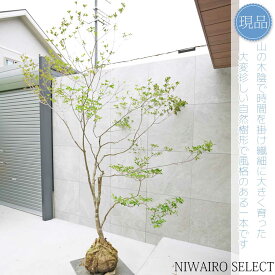 【現品】山採り【大型ドウダンツツジ】灯台躑躅 自然風樹形　樹高H≒220 × 枝張W≒170cm　高木 落葉樹 シンボルツリー 植木 庭木 樹木 植栽 和風 洋風 ガーデニング おしゃれ【送料無料】