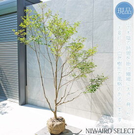 【現品】山採り【大型ドウダンツツジ】灯台躑躅 自然風樹形　樹高H≒190 × 枝張W≒150cm　高木 落葉樹 シンボルツリー 植木 庭木 樹木 植栽 和風 洋風 ガーデニング おしゃれ【送料無料】