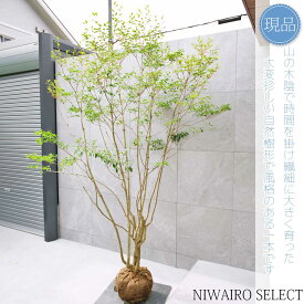 【現品】山採り【大型ドウダンツツジ】灯台躑躅 本株立ち 自然風樹形　樹高H≒245 × 枝張W≒170cm　高木 落葉樹 シンボルツリー 植木 庭木 樹木 植栽 和風 洋風 ガーデニング おしゃれ【送料無料】