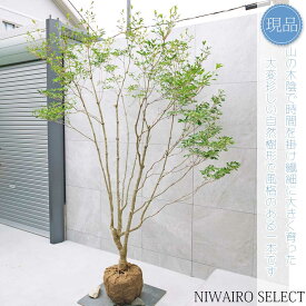 【現品】山採り【大型ドウダンツツジ】灯台躑躅 本株立ち 自然風樹形　樹高H≒230 × 枝張W≒160cm　高木 落葉樹 シンボルツリー 植木 庭木 樹木 植栽 和風 洋風 ガーデニング おしゃれ【送料無料】