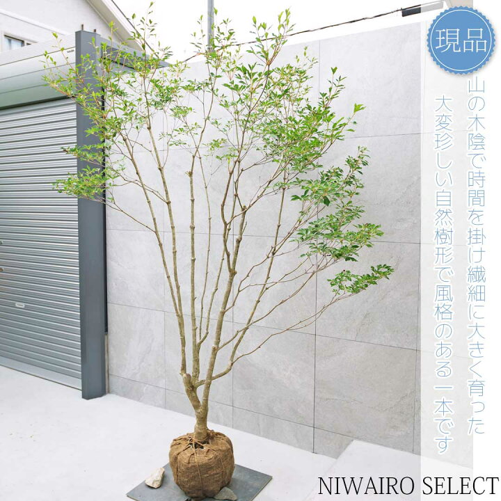 楽天市場】【現品】山採り【大型ドウダンツツジ】灯台躑躅 本株立ち 