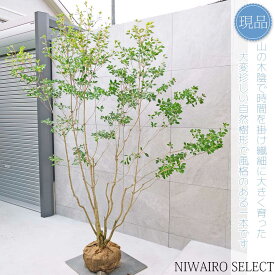 【現品】山採り【大型ドウダンツツジ】灯台躑躅 本株立ち 自然風樹形　樹高H≒220 × 枝張W≒160cm　高木 落葉樹 シンボルツリー 植木 庭木 樹木 植栽 和風 洋風 ガーデニング おしゃれ【送料無料】