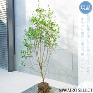 【現品】【ドウダンツツジ】灯台躑躅 自然風樹形　樹高H≒150 × 枝張W≒70cm　低木 落葉樹 シンボルツリ…