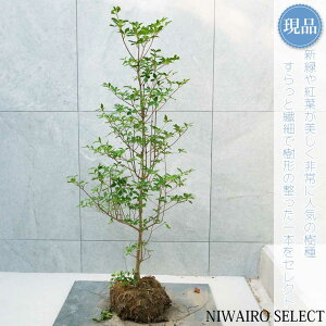 yizyhE_ccWzUP R`@H95 × }W45cm@ t V{c[ A   A a m K[fjO yz