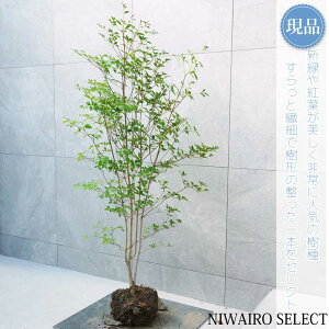 yizyhE_ccWzUP R`@H140 × }W70cm@ t V{c[ A   A a m K[fjO yz