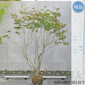 【現品】山採り【大型ドウダンツツジ】灯台躑躅 本株立ち 自然風樹形　樹高H≒200 × 枝張W≒180cm　高木 落葉樹 シンボルツリー 植木 庭木 樹木 植栽 和風 洋風 ガーデニング おしゃれ【送料無料】