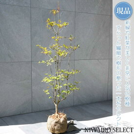 【現品】【ドウダンツツジ】灯台躑躅 自然風樹形　樹高H≒100 × 枝張W≒40cm　低木 落葉樹 シンボルツリー 植木 庭木 樹木 植栽 和風 洋風 ガーデニング おしゃれ【送料無料】