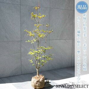 yizyhE_ccWzUP R`@H100 × }W40cm@ t V{c[ A   A a m K[fjO yz