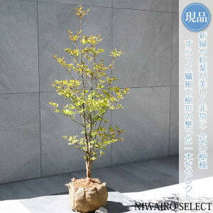 yizyhE_ccWzUP R`@H95 × }W40cm@ t V{c[ A   A a m K[fjO yz
