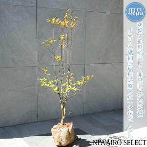 yizyhE_ccWzUP R`@H100 × }W45cm@ t V{c[ A   A a m K[fjO yz