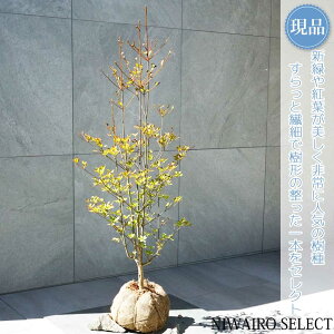 yizyhE_ccWzUP R`@H100 × }W40cm@ t V{c[ A   A a m K[fjO yz